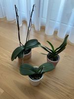 3er Set:  Orchideen für dein Zuhause!