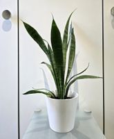 Pflanze Sansevieria / Bogenhanf 54 cm inklusive Keramiktopf