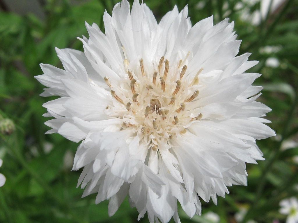 Pflanzen & Samen: 300 Samen Kornblume weiss – Neu (gemäss Beschreibung) aus Ehrendingen von VerveinaSamen
