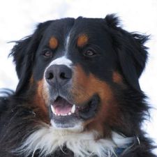 Profile image of Kewid