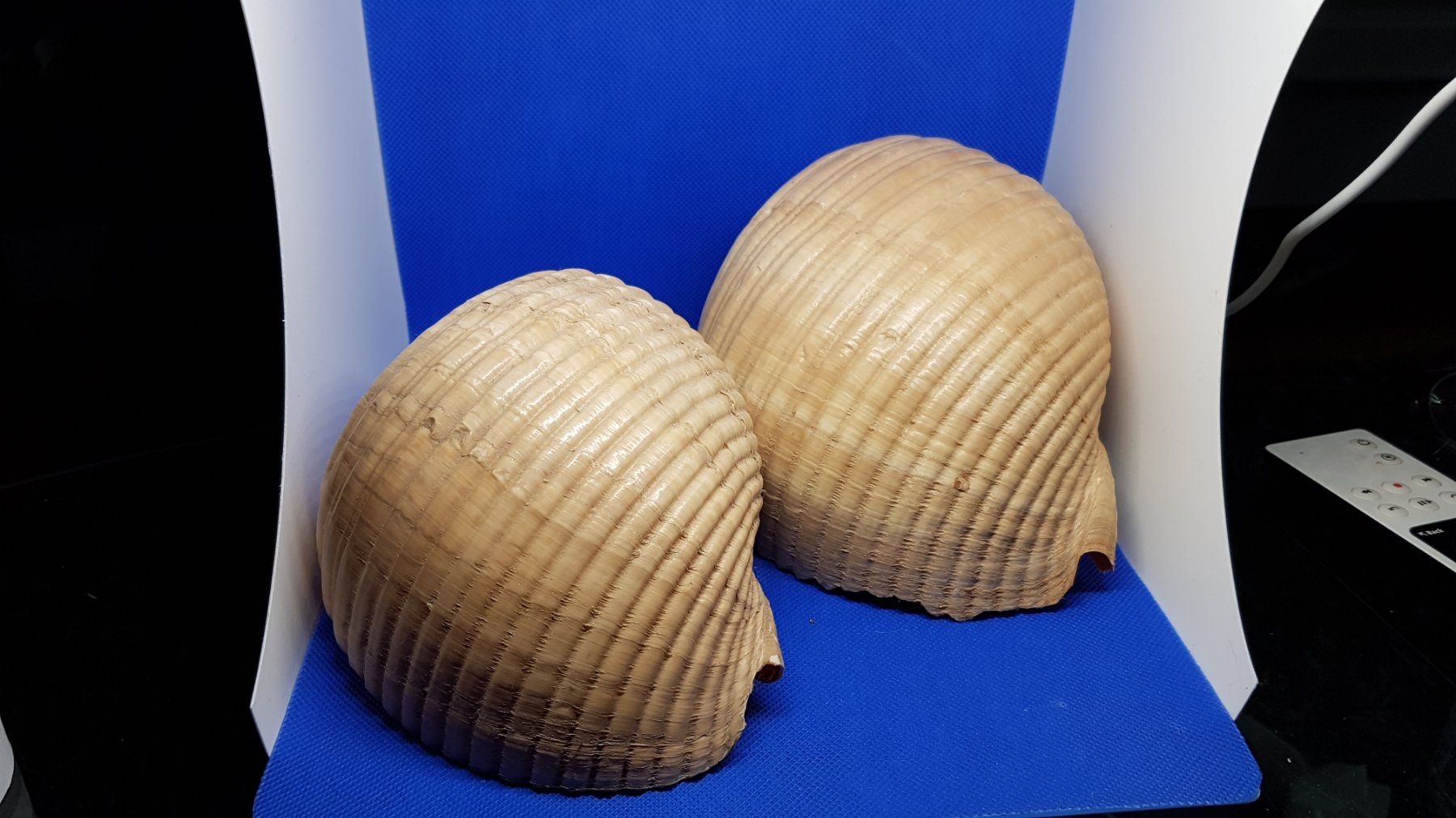 Fossili: Riese Muscheln – Usato da Zürich venduto da Hamaster 2