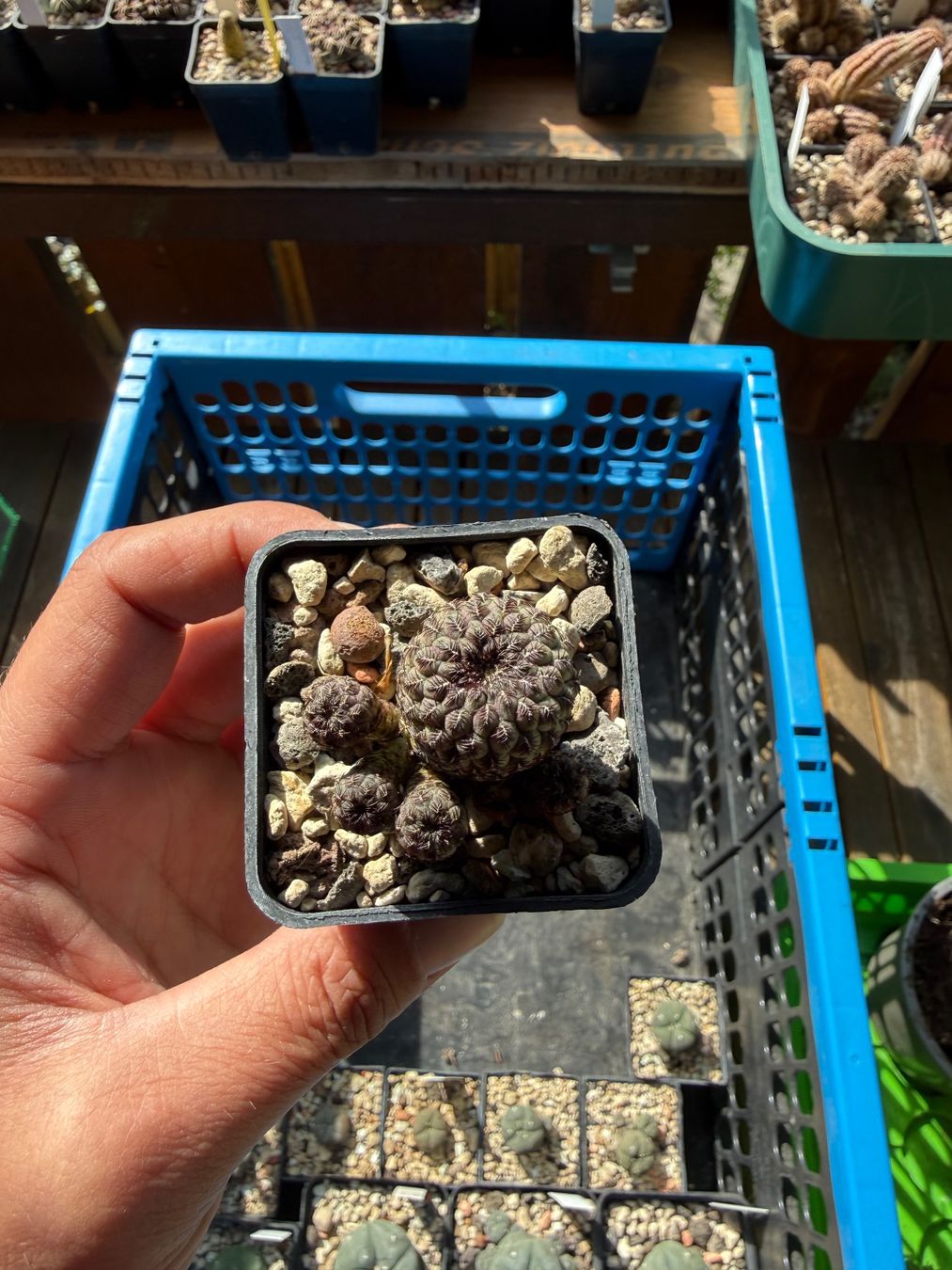 Piante & sementi: Sulcorebutia rauschii violett – Usato da Rorbas venduto da SimS0n 4