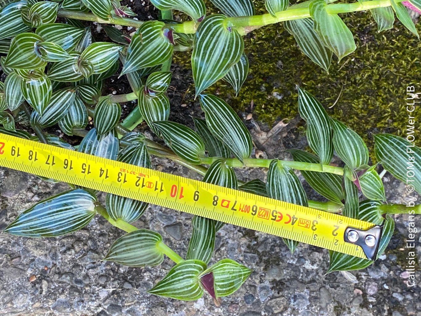 Pflanzen & Samen: Callisia Elegans verzaubert Dich mit ihren Blättern – Neu und originalverpackt aus Adliswil von astom369 5