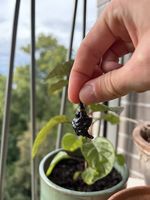 Bloodred Black Naga Chili Pflanze