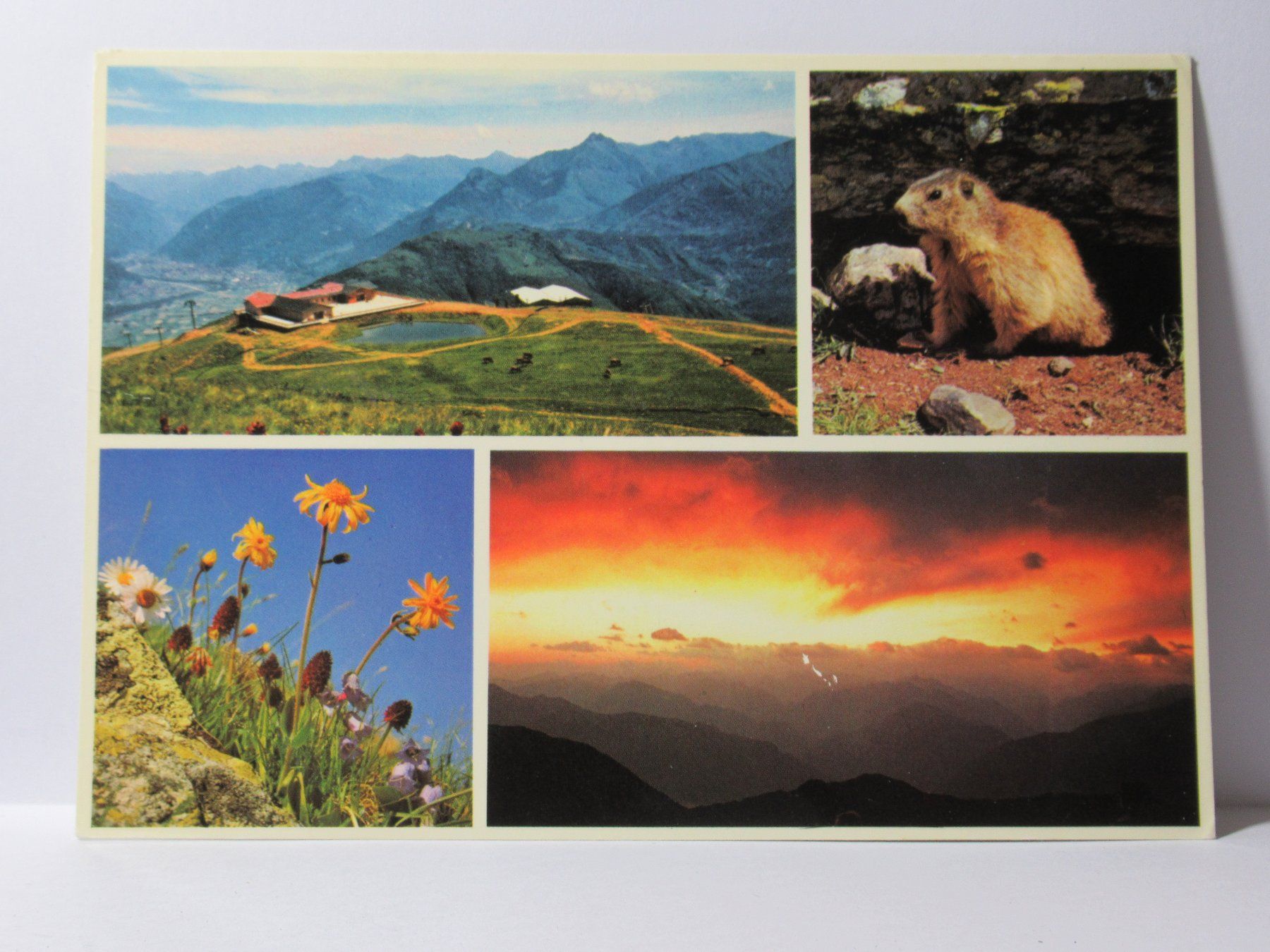 Cartes postales: Monte Tamaro , Murmel 1961 – D'occasion à Grenchen par Bluemchen1900 1