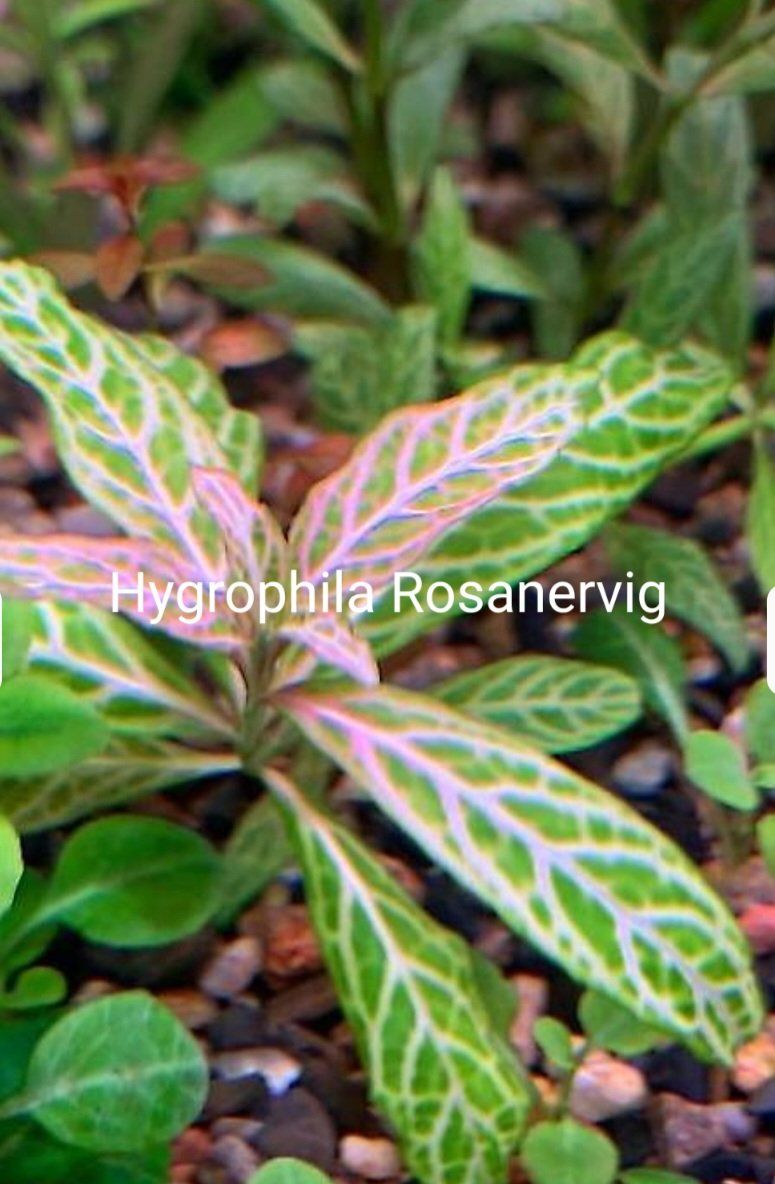 Piante & sementi: Hygrophila Rosanervig – Nuovo e nell'imballaggio originale da Saxon venduto da Sebdem 2