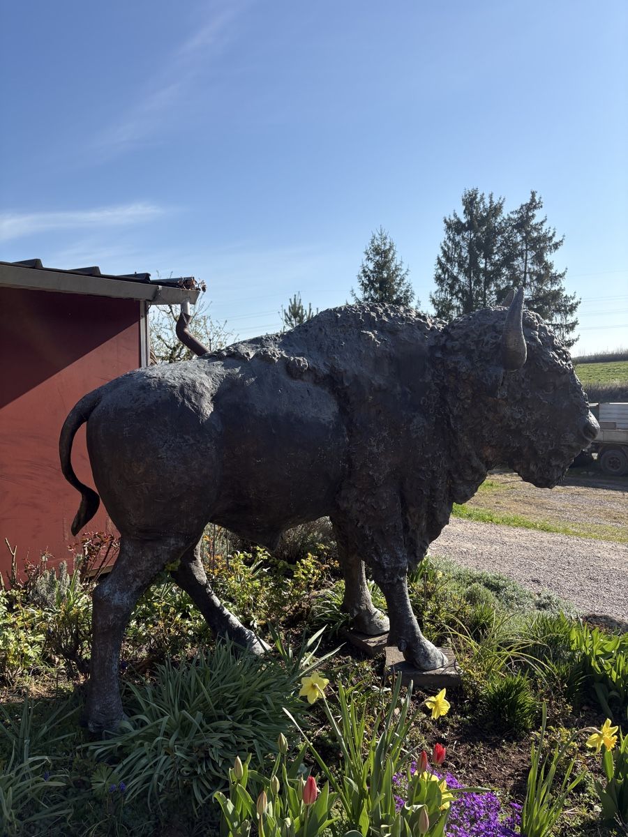 Sculture & Statue: Bronzeskulptur Bison lebensgross – Usato da Herznach venduto da kai_p5bm 3