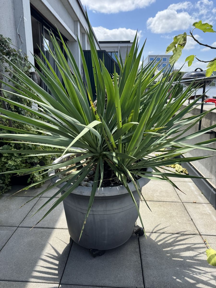 Piante & sementi: Yucca Palme  – Usato da Zürich venduto da hel_6ltj