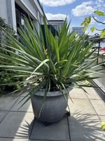 Yucca Palme 