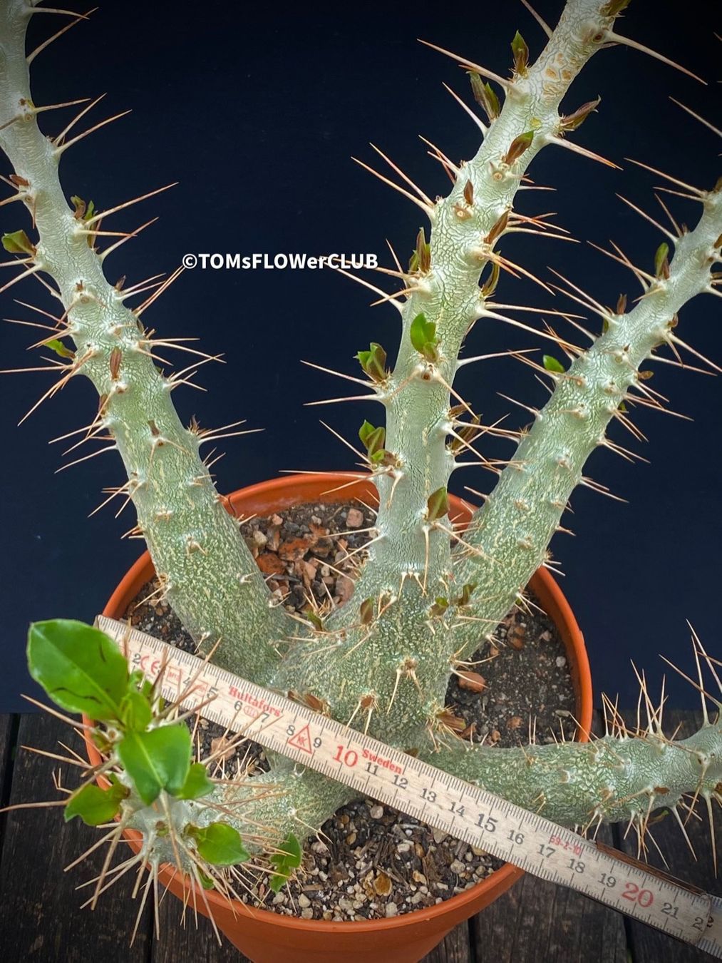 Piante & sementi: Pachypodium Saundersii 45x25cm – Nuovo e nell'imballaggio originale da Adliswil venduto da MarkyForest 3