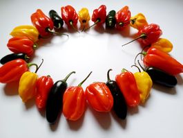 XL-Girlande aus exotischen frischen mexikanischen scharfen P