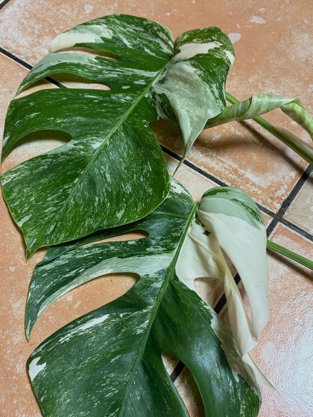 Plantes & graines: Monstera variegata, bewurzelter Steckling – Neuf (Voir description) à Winterthur par Aniger