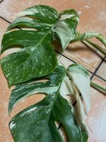 Monstera variegata, bewurzelter Steckling