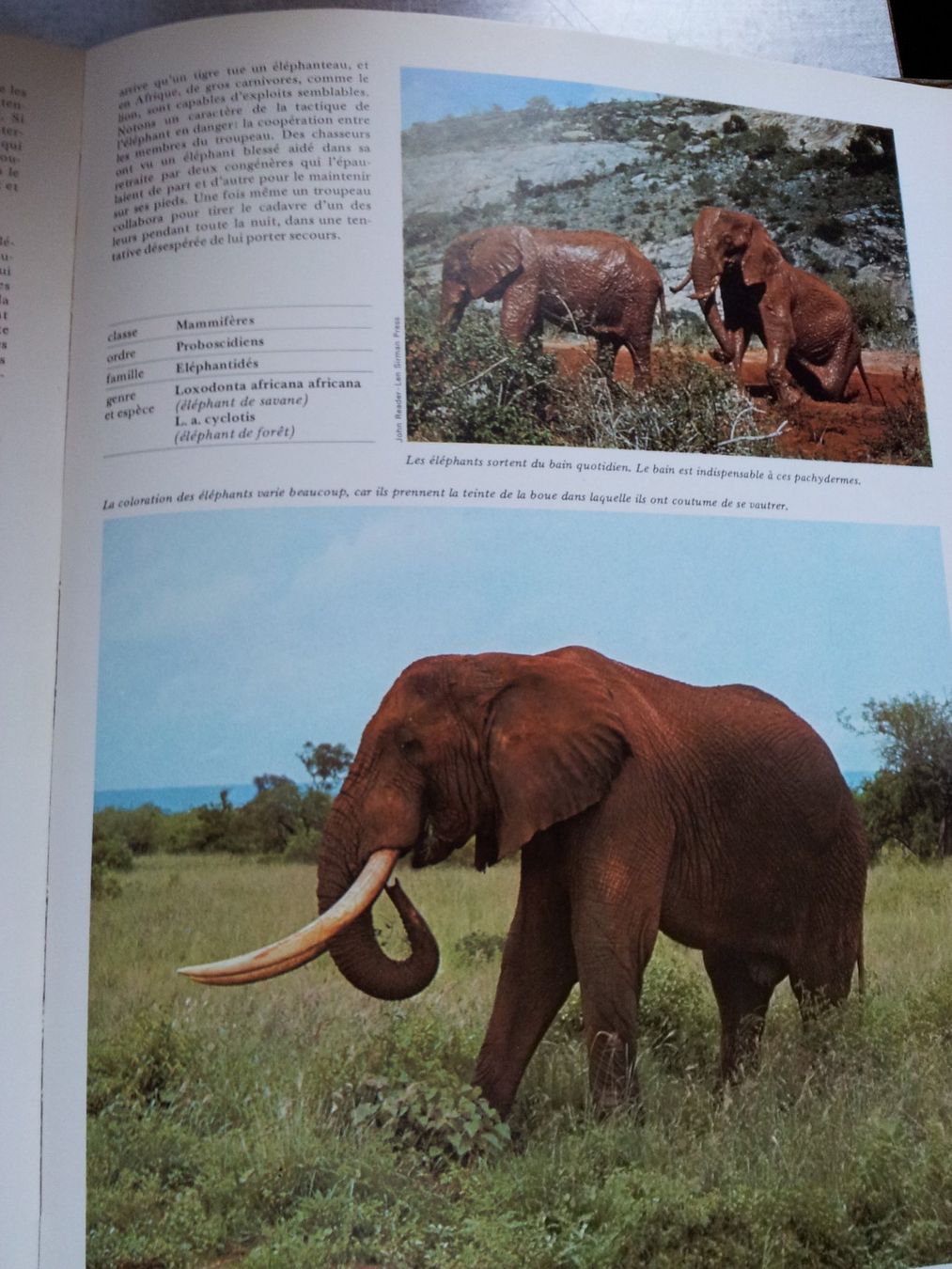 Libri: Collection "Le Royaume des Animaux"  📚 – Nuovo (secondo la descrizione) da Fontenais venduto da Aube-sauvage.2 3
