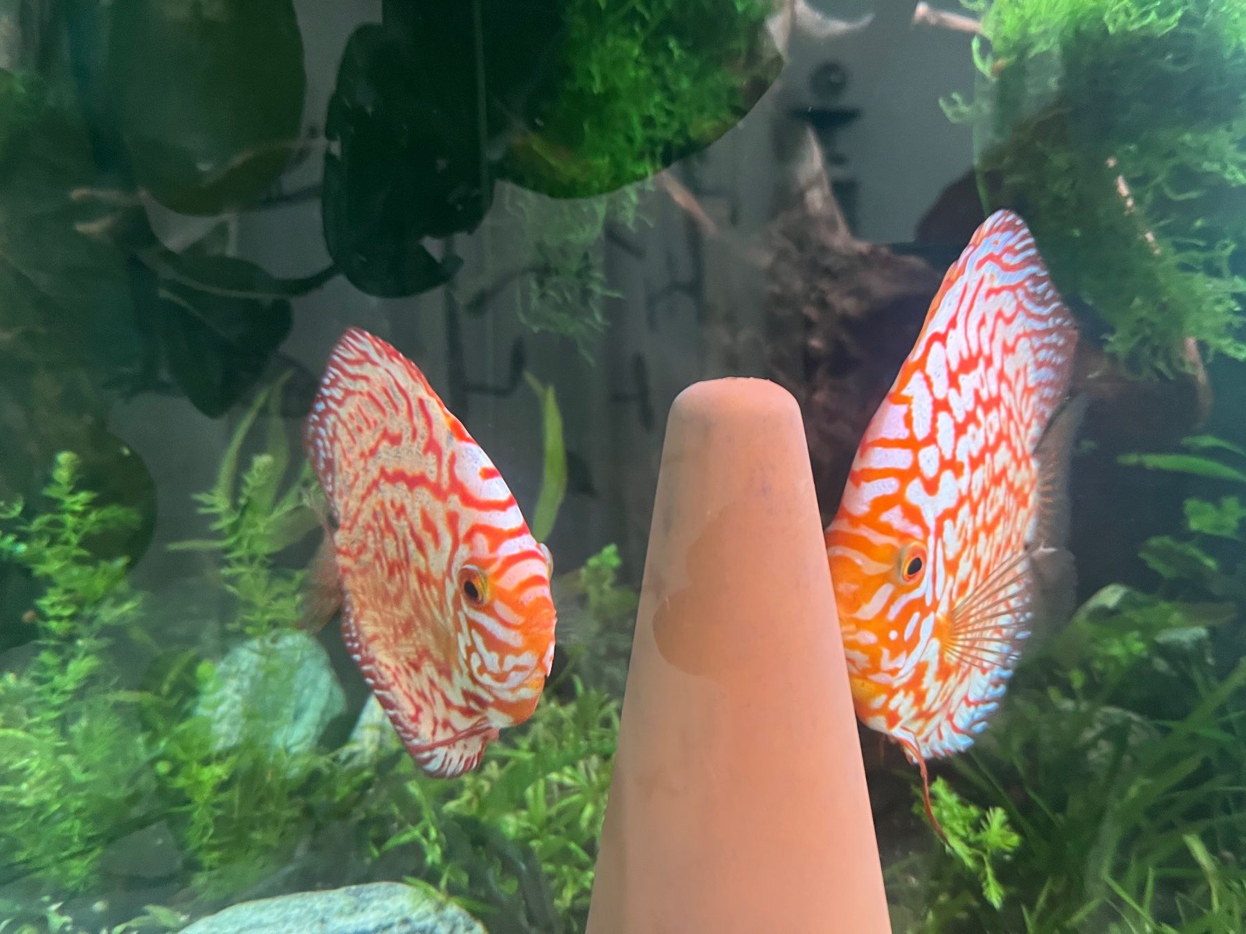 Aquarium: Discus - Diskus – Gebraucht aus Besazio von ale_t6x8 3