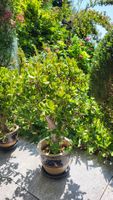 Geldbaum 80 cm. hoch