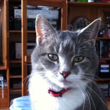 Profile image of spookycat
