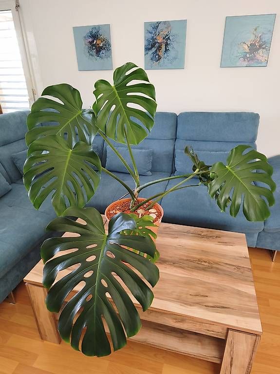 Pflanzen & Samen: Monstera deliciosa – Gebraucht aus Kaisten von lys_zzy8