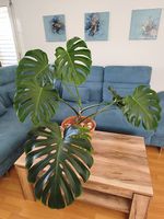 Monstera deliciosa