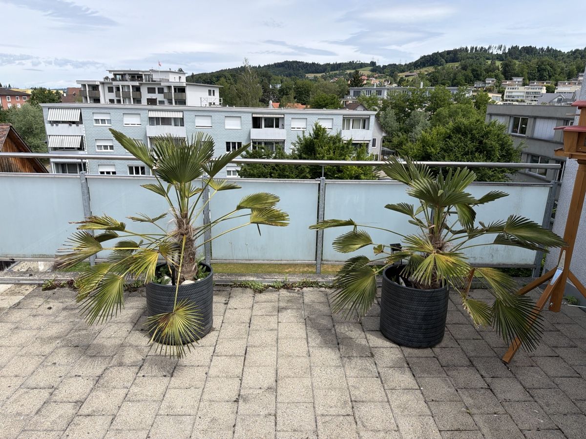 Piante & sementi:   2    PALMEN    HÖHE    105  CM    UND   95  CM – Usato da Wetzikon ZH venduto da philippe_22