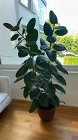 Großer Ficus Elastica (160 cm) zu verkaufen wegen Umzug