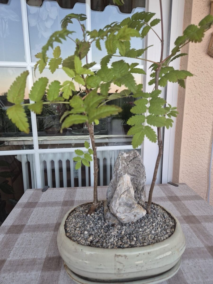 Piante & sementi: Bonsai Eberesche mit Stein in Keramikschale – Usato da Zug venduto da sir_pk