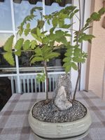 Bonsai Eberesche mit Stein in Keramikschale