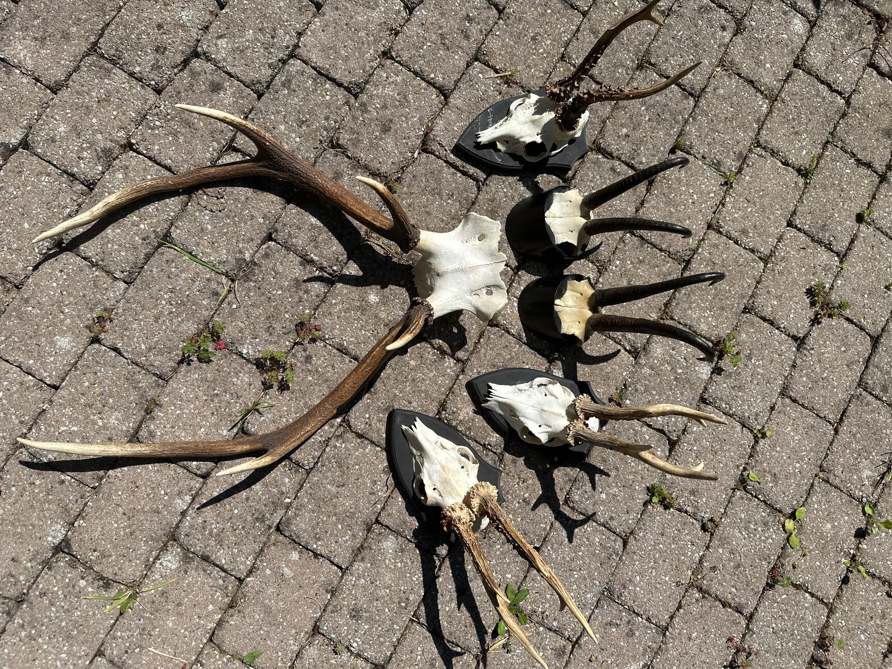 Tutte le decorazioni: Geweihe – Usato da Evilard venduto da Henusohaut