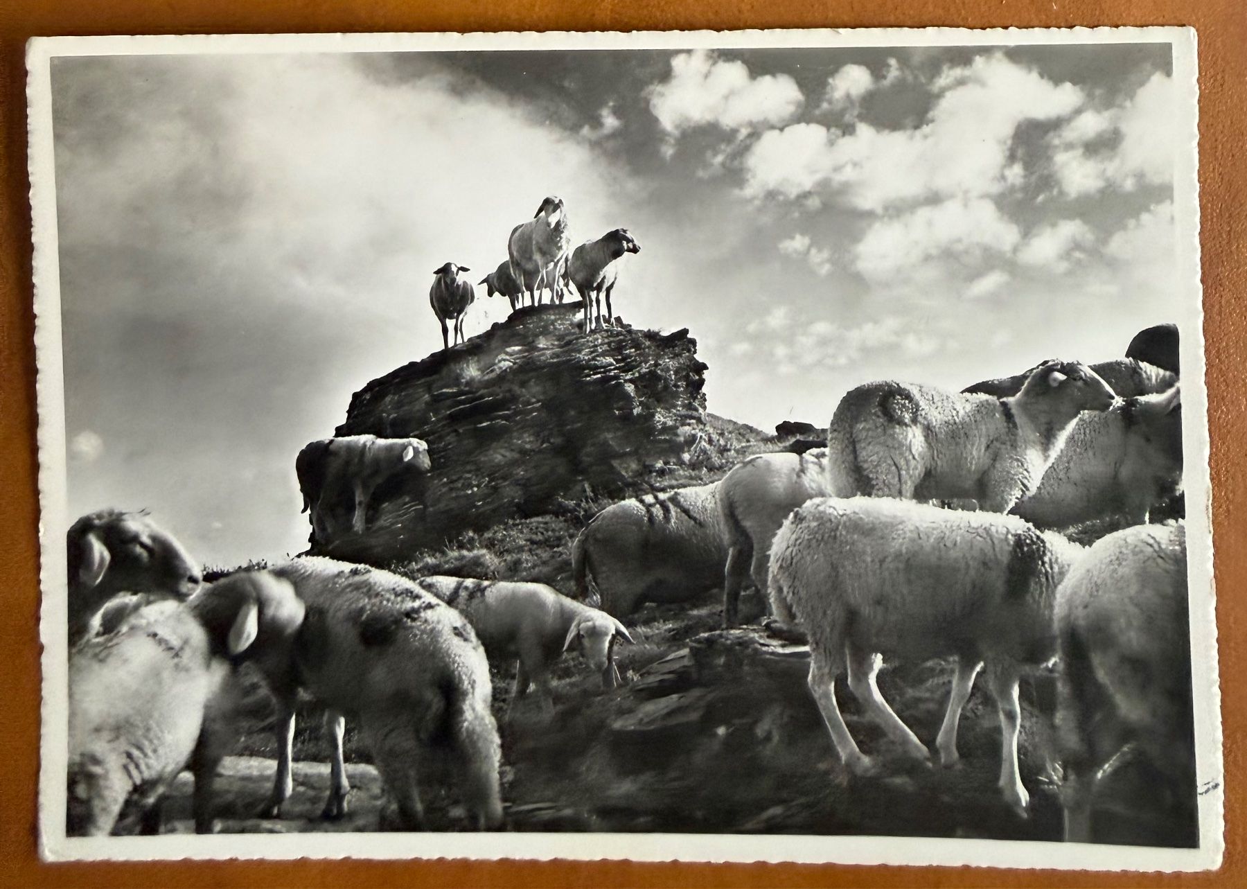 Cartoline postali: St. Antönien - Schafherde 1951 – Usato da Lutry venduto da Ediego