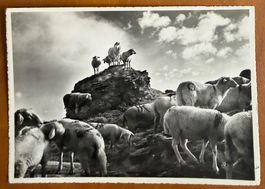 St. Antönien - Schafherde 1951