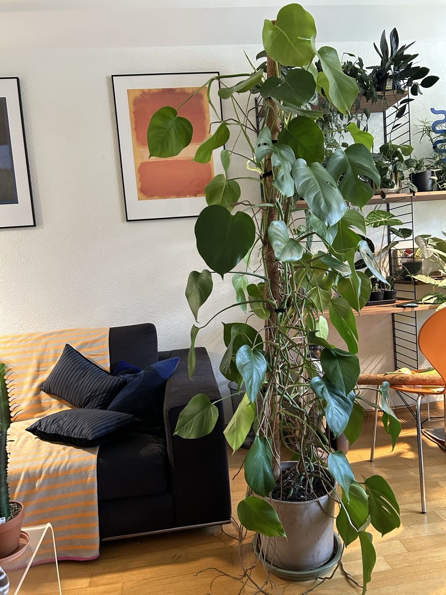Plantes & graines: Monstera Deliciosa kleinblättrig  – D'occasion à Zürich par fabuulois 2