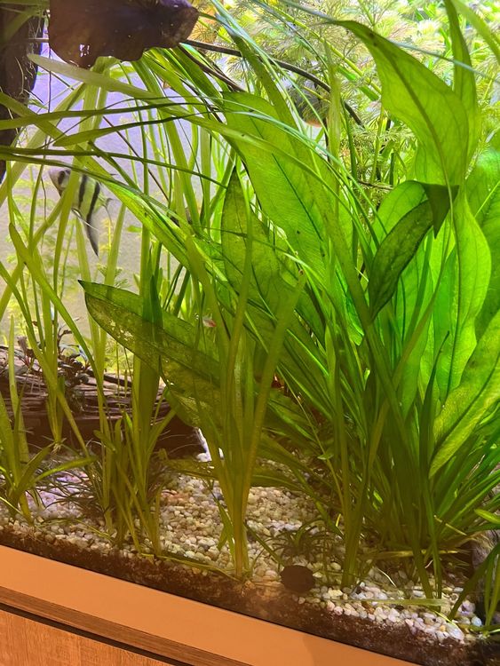 Aquarium Pflanze Vallisneria Kaufen auf Ricardo