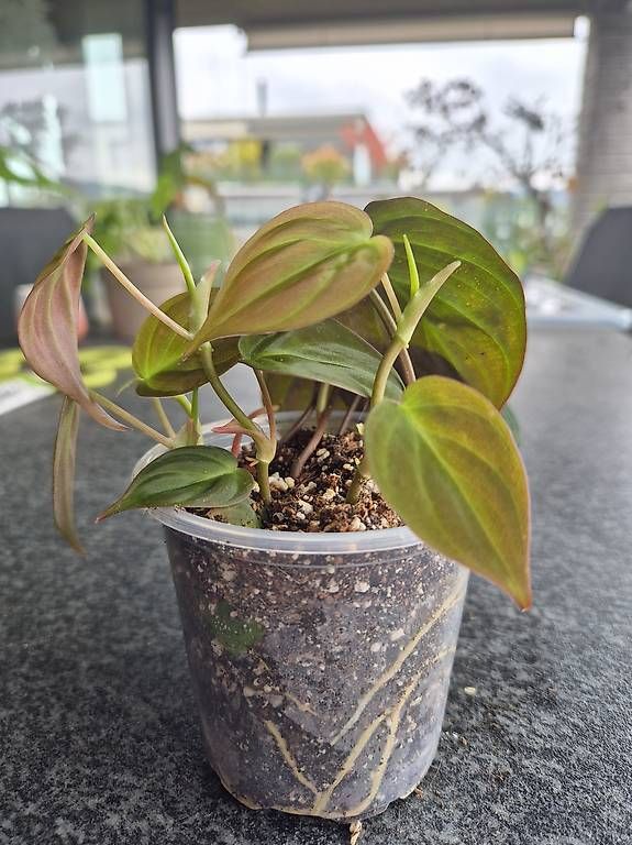 Pflanzen & Samen: Philodendron Micans – Gebraucht aus Urtenen-Schönbühl von Pflanzenherberge
