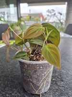 Philodendron Micans