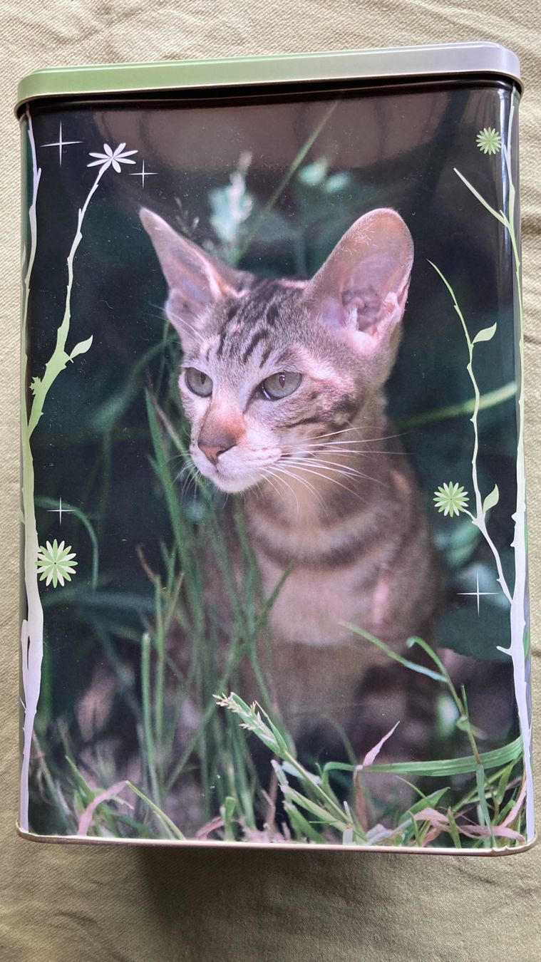 Contenitori & Simili: Royal Canin Katzen Dose – Nuovo (secondo la descrizione) da Zwingen venduto da Hugom 3