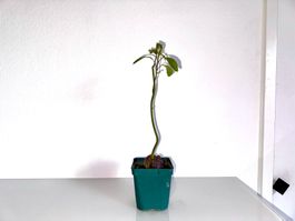Avocado Baum (wiggle trunk)