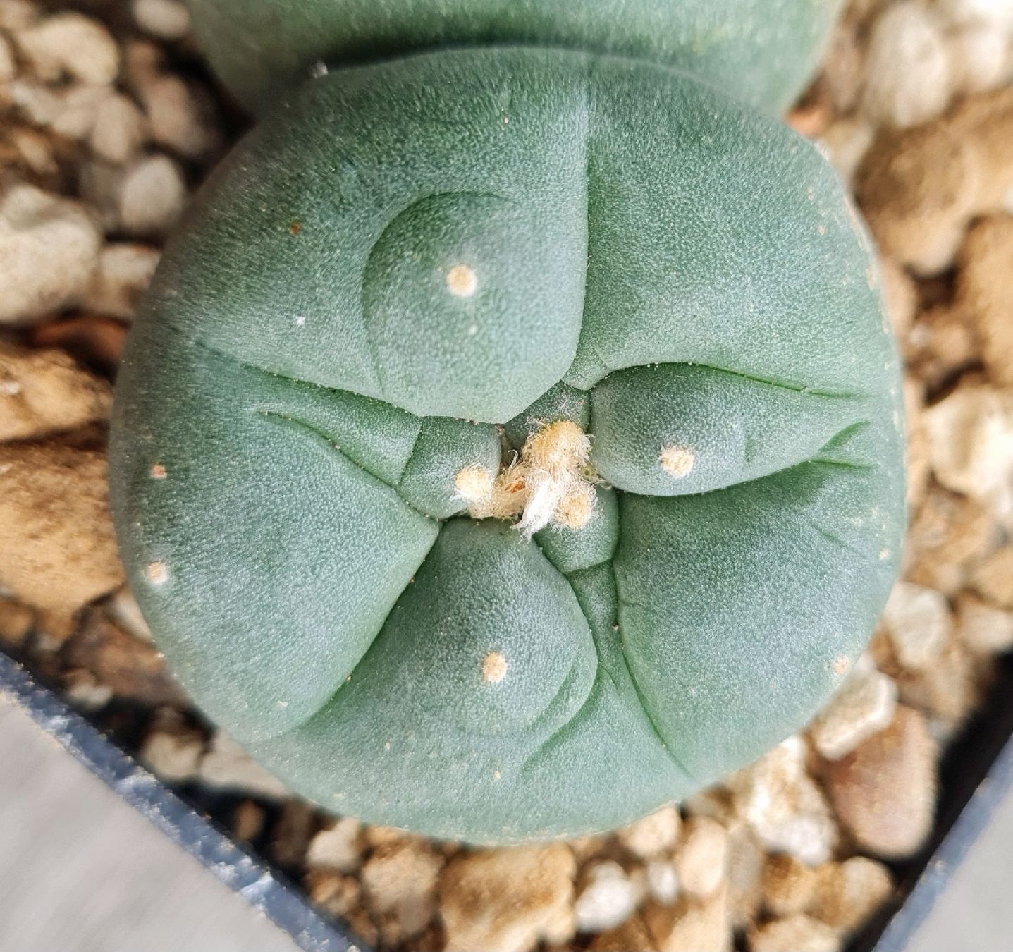 Pflanzen & Samen: Lophophora Diffusa Doppelkopf  – Gebraucht aus Zürich von  3