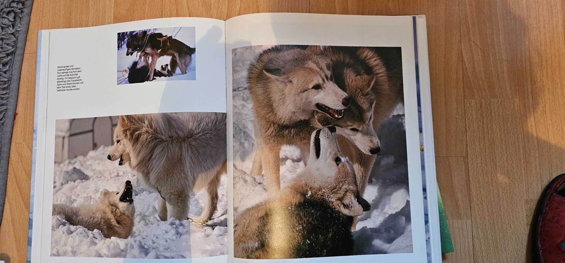 Libri: Schlittenhunde in Eiss und Schnee – Usato da Tuggen venduto da man_qk6c 2