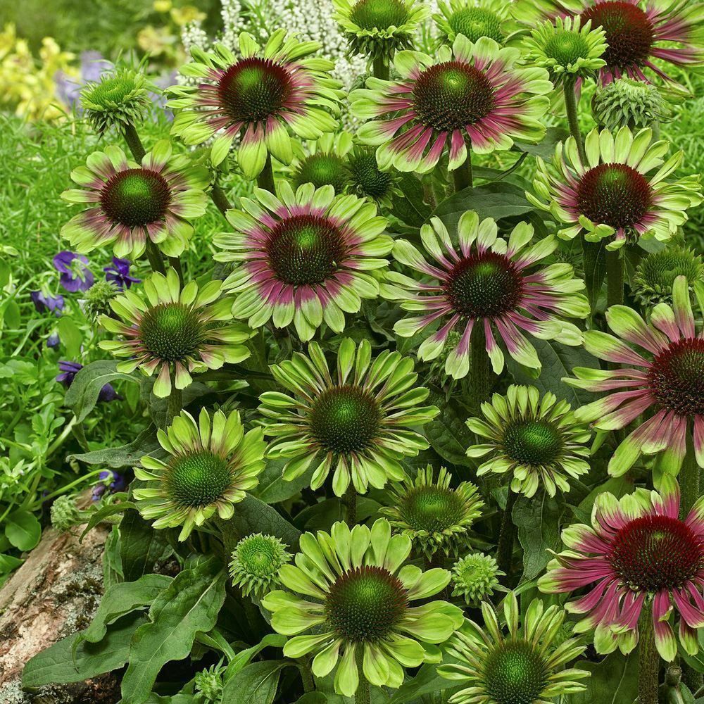 Pflanzen & Samen: Echinacée 'Green Twister'   2 plants – Neu und originalverpackt aus Bremblens von FIBONACCI369 2