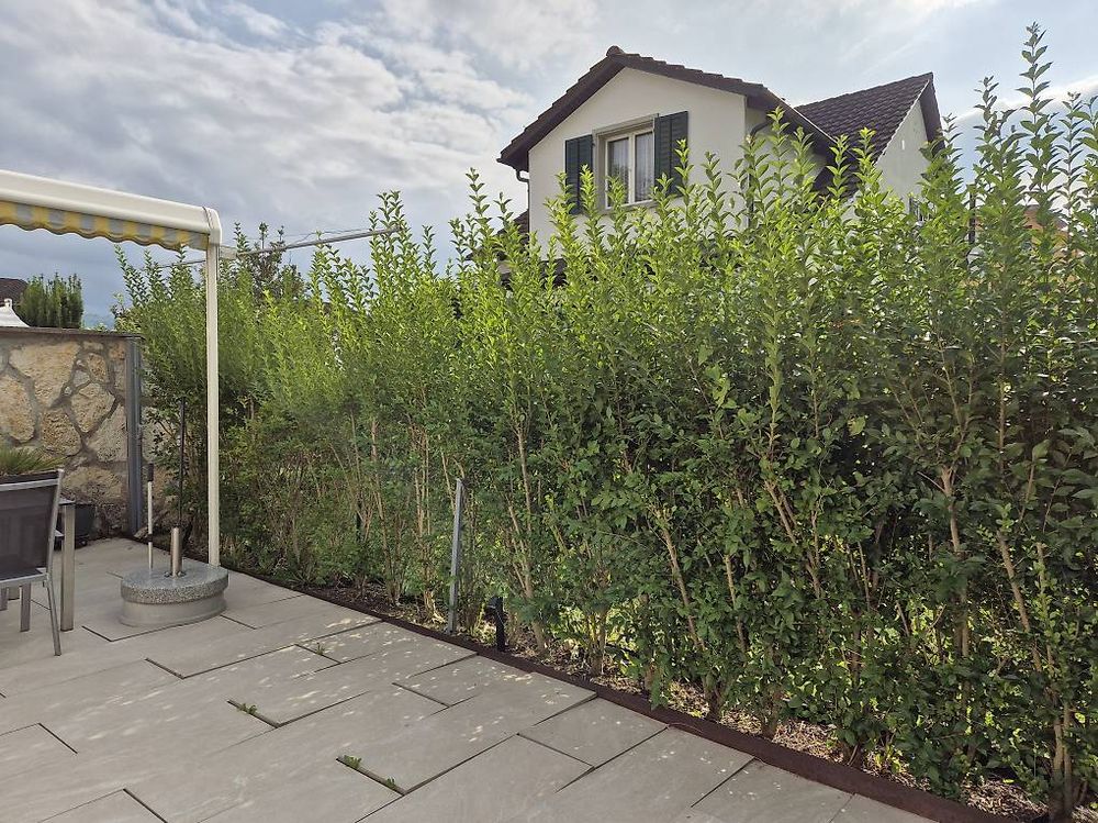 Ligusterhecke (Gebraucht) in Uerikon für CHF 1 – nur Abholung auf ...