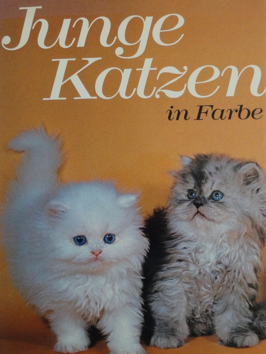 Livres: Junge Katzen in Farbe von Susanne Haisch – Neuf (Voir description) à Biel/Bienne par 07helios032