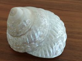 Muschel Turbo Undosa Muscheln Meeresschnecke Perlmutt Ø10cm