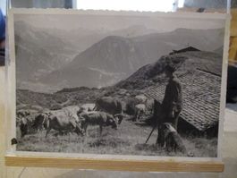 Alp Berge Kuh Kühe Graubünden Heinzenberg ?? Postkarte   2