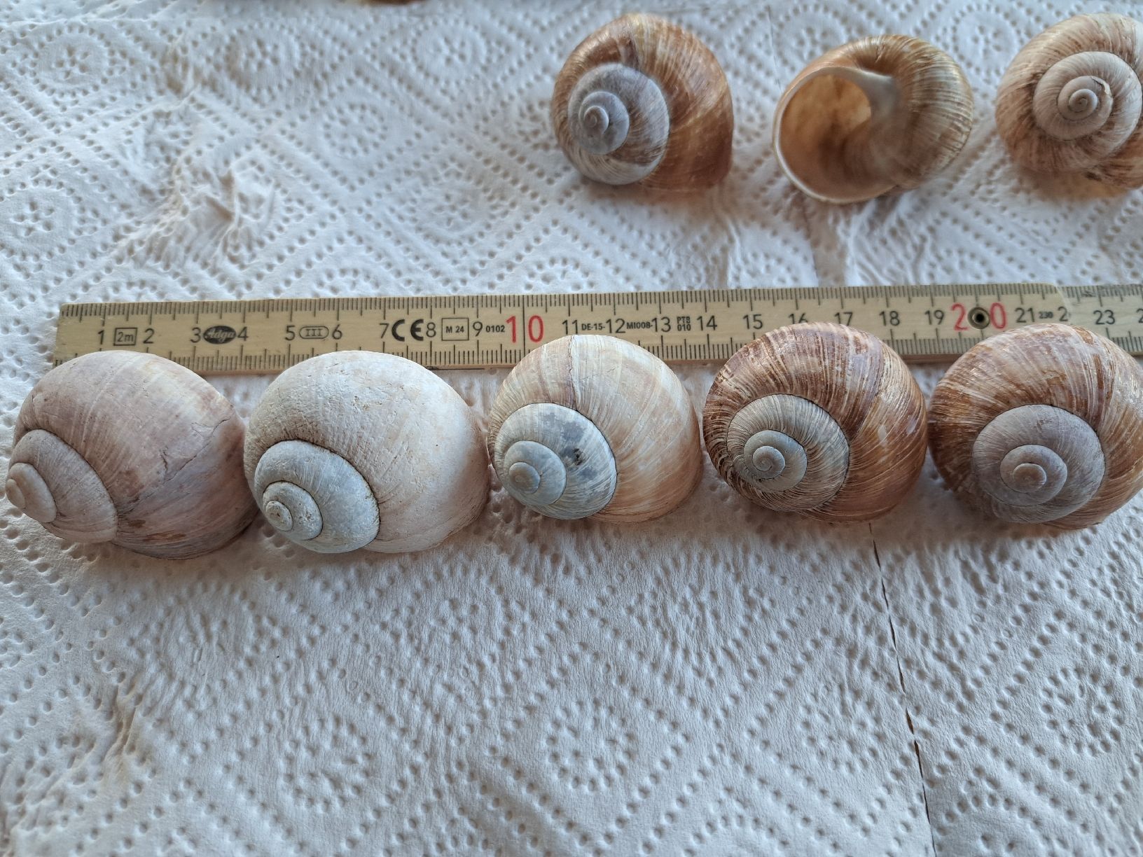 Alle Dekorationen: 50 echte Weinbergschneckenhäuser – Neu (gemäss Beschreibung) aus Ebnat-Kappel von Zurk 4