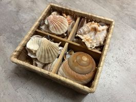 Muscheln Dekoration