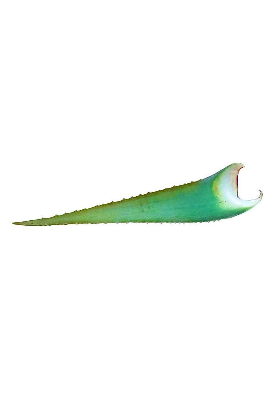 aloe vera t12 Aloe Vera – Liberty Landscape Supply