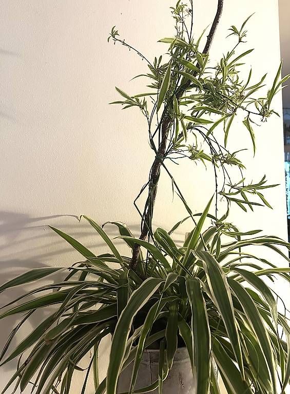 Piante & sementi: Grünlilien – Nuovo e nell'imballaggio originale da Frauenfeld venduto da Irene.Schuppli 3