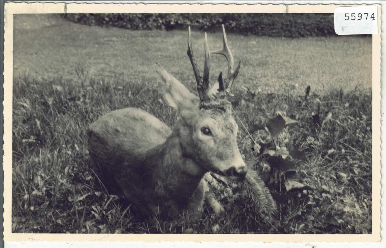 Ansichtskarten: Hirsch im Gras – Gebraucht aus Ettingen von Kartenplanet