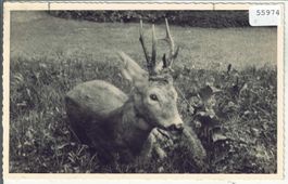 Hirsch im Gras