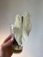 😍 Alocasia Frydek Albo Baby (Nr. 3)